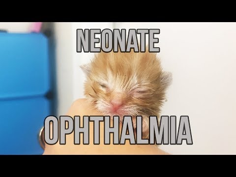 Neonate Ophthalmia in a Newborn Kitten