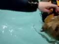 My Norfolk Terrier - Scrumpy