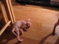 Sphynx Kittens at play Day 30 Sphynx Kittens at play Day 30