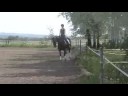Trooper - 2000 CWHBA gelding, 17.1 hh (outside ring)