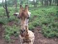 videos de Nairobi - Feeding the giraffes Monday 10th November 2008.m4v