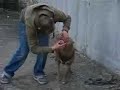 pitbull pink nose very good dog