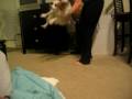 videos de Dog Goes Psycho