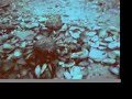Massed spider crabs