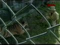 Tigres Atacan a Domador