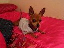 Ricky the greatest chihuahua!!