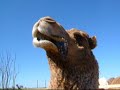 ラクダ動画