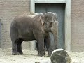 Yindee de jonge olifant