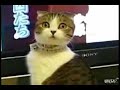 dramatic-cat-i-love-tv.html