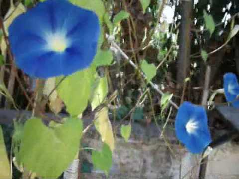 how to fertilize morning glories