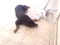 volga et yuchin