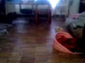 lola-y-lorenlo-jugando.html