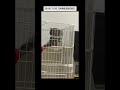 2019/7/20 【共同生活6日目】#保護猫 #猫