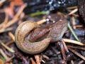 Two slugs - Porphysaon andersonii - were found embracing deep in the woods. This activity is rarely viewed. This was a treat to watch. Enjoy. Thanks to Michael Dunn for his scientific consultation. More to come. See www.tobography.com for more life on Mayne Island