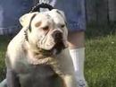 Antiguo Bulldog Inglés video