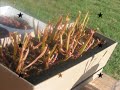 Carnivorous Plants Carnivorous Plants