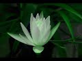 The Church - Night Flower_Twin Star.wmv