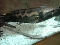 videos de Paython SnakeHead