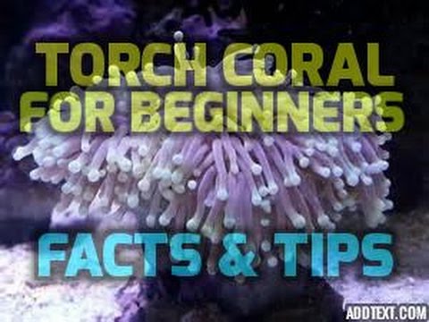 how to grow coral