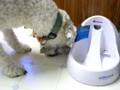 Kibble disagreement