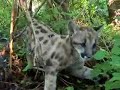 Jeff the Zoo Guy brings you a special look at a rare and endangered species. With only 70 Florida Panthers believed to be alive in the wild, it's heartbreaking to think that this baby might be one of the last panthers you will ever get to see in your lifetime.