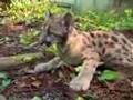 Walk With A Rare Florida Panther Kitten