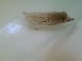 Kracka Bathtime! 02