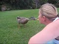 Duck Takes Chip