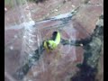 Juvenile Praying Mantis feeding on Big Ant Juvenile Praying Mantis feeding on Big Ant