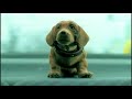 Piesek - spot przeciwko bezdomno?ci zwierz?t
