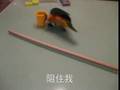 Caique Playing!