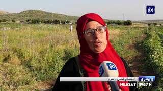 فلسطين.. دير بلوط تحتفي بموسم الفقوس بلا مهرجان | 06-06-2020