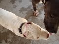 Pitbulls-Rednose VS Bluenose Pitbulls-Rednose VS Bluenose