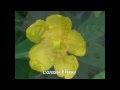 Butterfly /Schmetterling by ann sander. Goldschatz .avi
