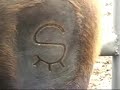 yeguada susaeta, herraje de caballos