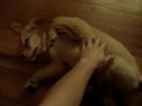 Baby Bear Rev.3