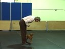 Brussels Griffon