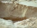 Giant turtles vs vultures - BBC wildlife Giant turtles vs vultures - BBC wildlife