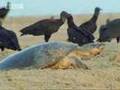 Giant turtles vs vultures  - BBC wildlife