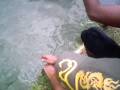 videos de Pescaria Amadora - Pesqueiro Monte Negro - Leandro Ferreira - Tilápia
