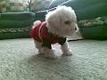 perro borracho.mp4