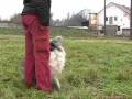 Merlin obedience.wmv
