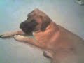 English Mastiff Puppy Fights Kitten English Mastiff Puppy Fights Kitten