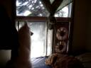 Wolffy Howl