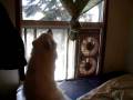 videos de Wolffy Howl