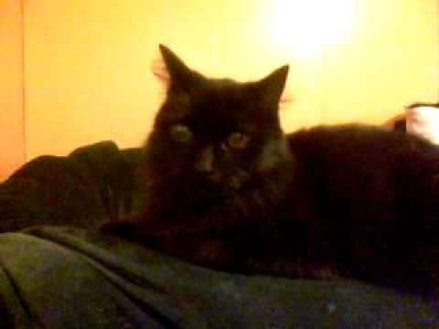 frenchkitty - hey guys the first one i messed up and the name was a bunch of numbers.