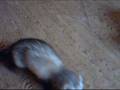 videos de Was ist das Wichtigste für ein Frettchen?