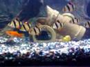jack dempsey and other fisher together donmink