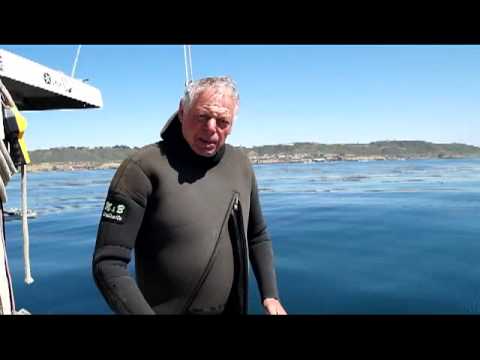 how to harvest sea urchin roe