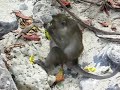 Gaibrish Threepwood in Monkey Island Gaibrish Threepwood in Monkey Island